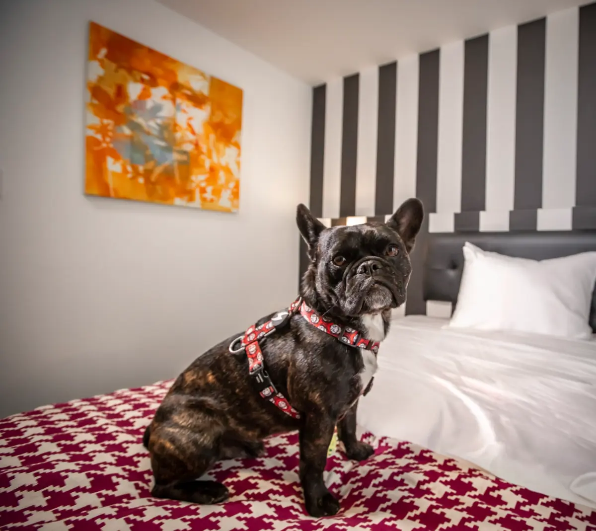 Hoteles dog friendly: cómo está cambiando la experiencia de hospedaje en el Perú Hoteles dog friendly: cómo está cambiando la experiencia de hospedaje en el Perú