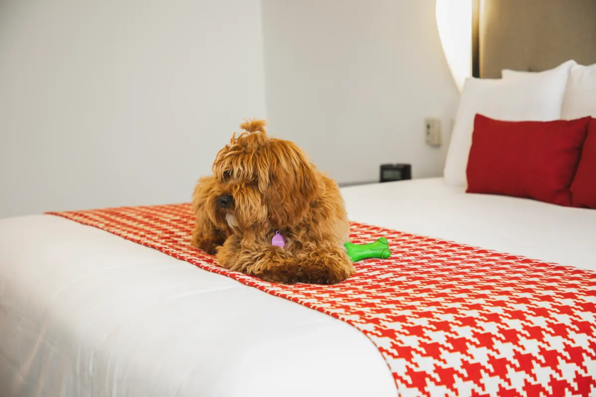 Hoteles dog friendly: cómo está cambiando la experiencia de hospedaje en el Perú Hoteles dog friendly: cómo está cambiando la experiencia de hospedaje en el Perú