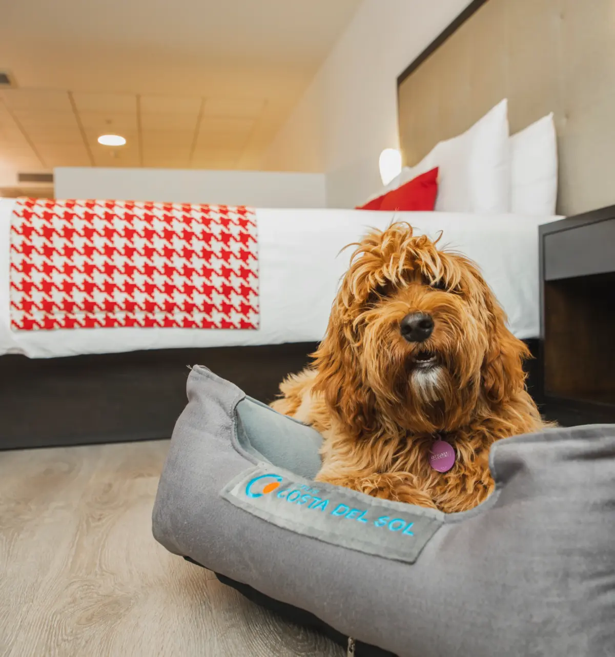 Hoteles dog friendly: cómo está cambiando la experiencia de hospedaje en el Perú Hoteles dog friendly: cómo está cambiando la experiencia de hospedaje en el Perú