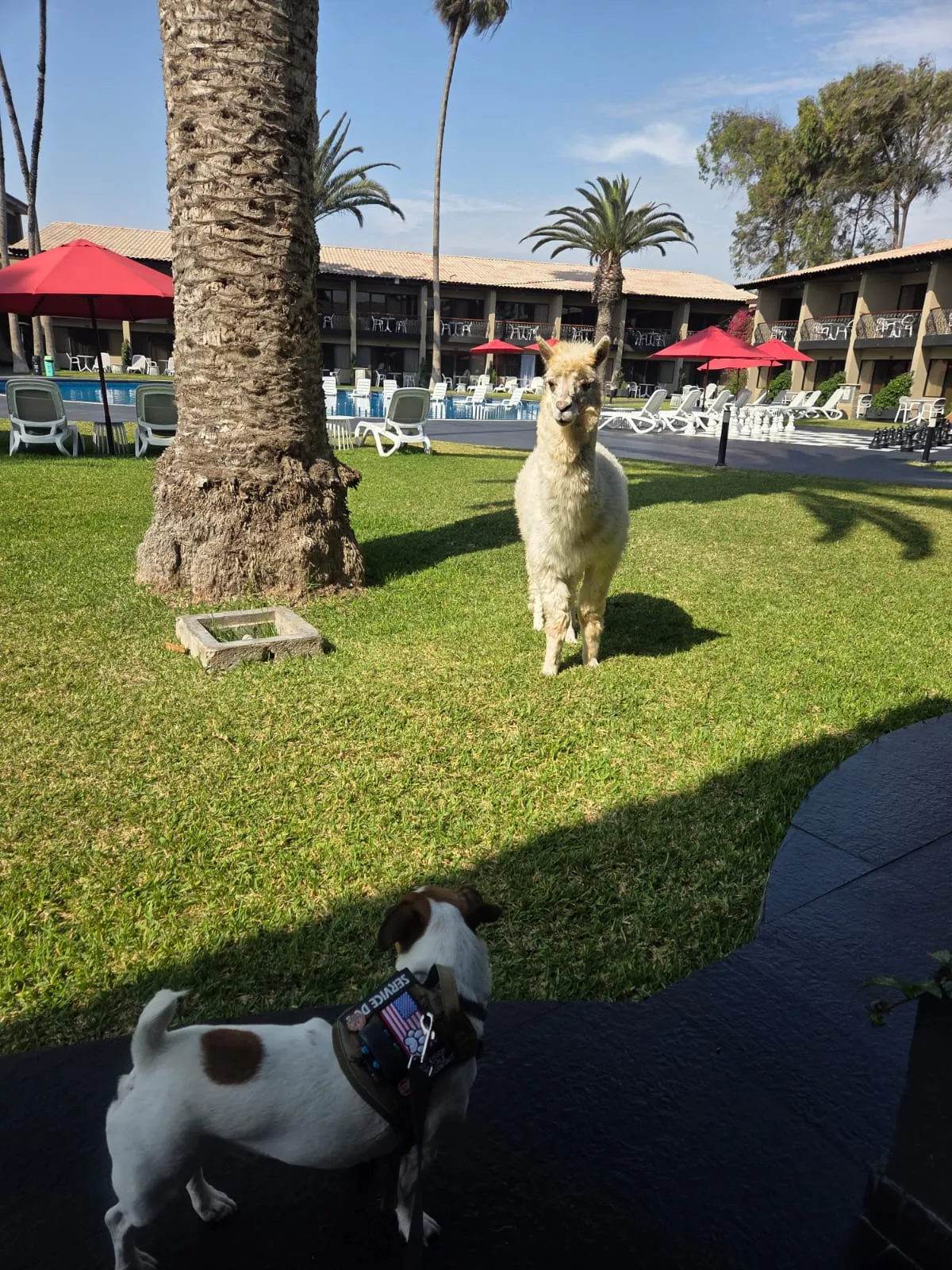 Hoteles dog friendly: cómo está cambiando la experiencia de hospedaje en el Perú Hoteles dog friendly: cómo está cambiando la experiencia de hospedaje en el Perú