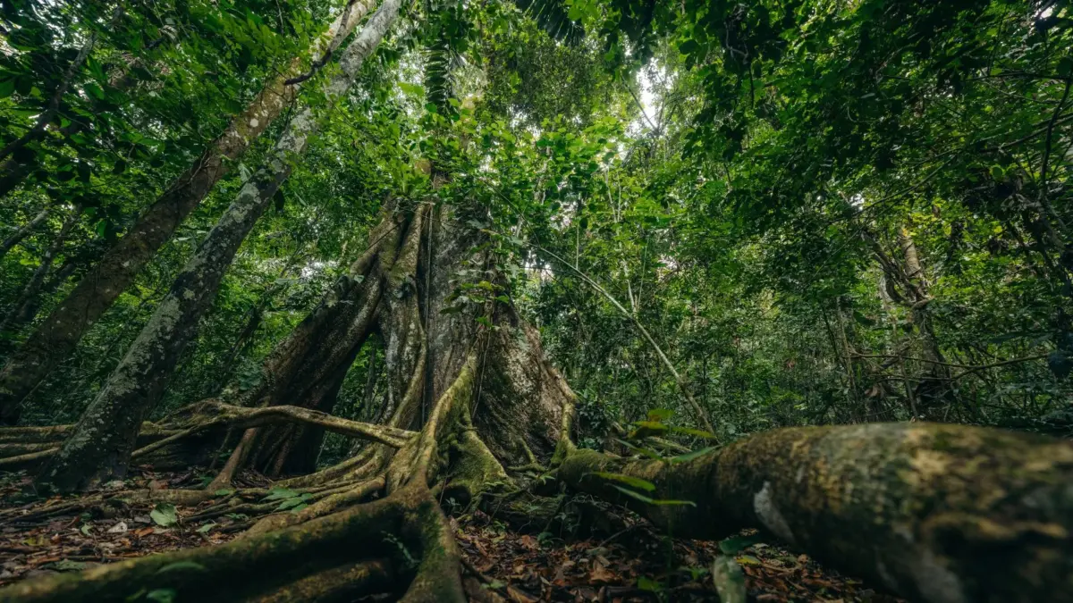 Kuaii Amazonas: donde el bosque te recibe antes de llegar en la Amazonía Peruana