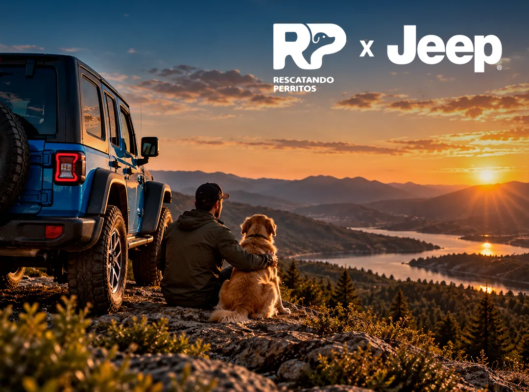 Jeep fortalece Jeeperros con una alianza junto a Rescatando Perritos para impulsar la adopción responsable